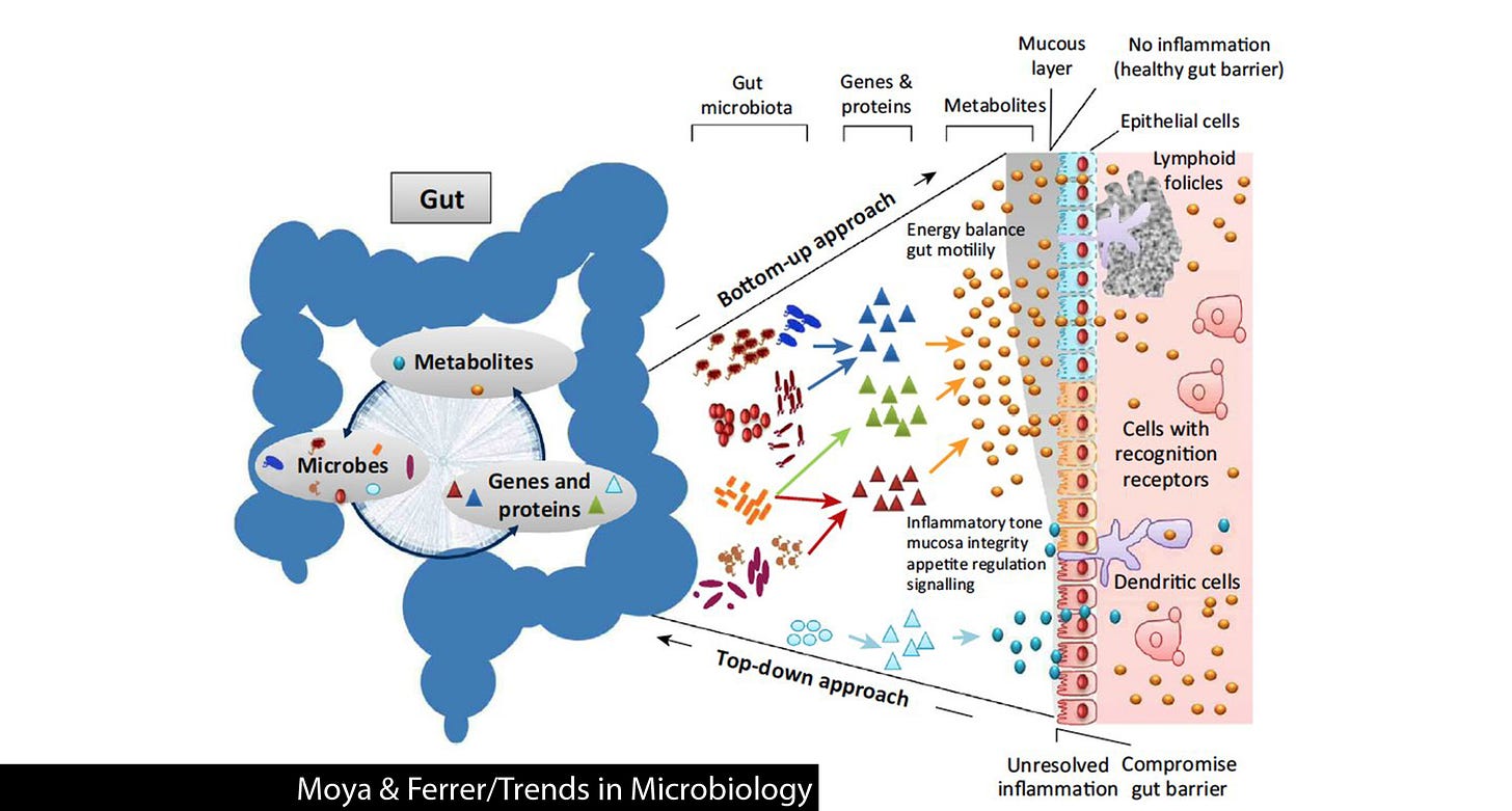 Is our gut microbiome stable or ever-changing? - Gut Microbiota for Health