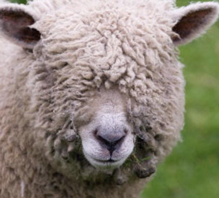 Keeping the Wool Off Our Eyes | Newman's Legacy Leadership Blog