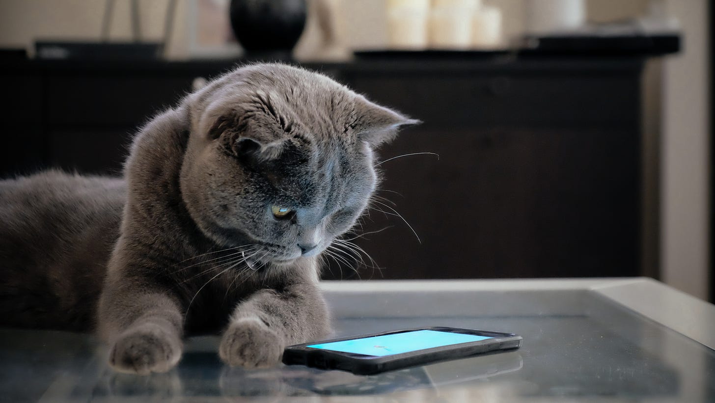 Can Cats See Phone Screens? | Healthy Paws Pet Insurance