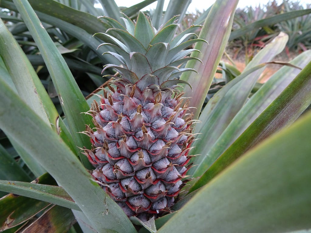 鳳梨 Pineapple
