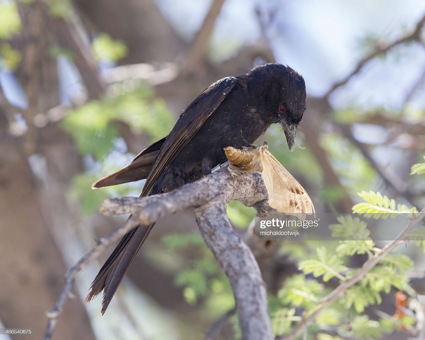 Fork-tailed Drongo eating a large insect - image