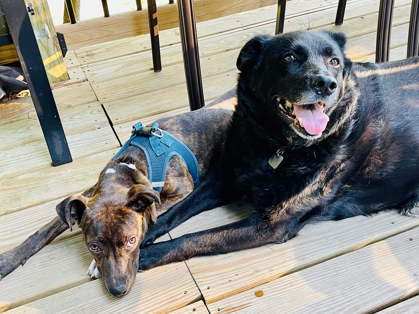 Two dogs on a deck. One dog has her head resting on the other smiling dog's front paws
