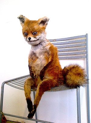 A taxidermied red fox sits in a metal chair the way a human would, grimacing slightly, hands folden in his lap, bushy tail peeking out behind him.