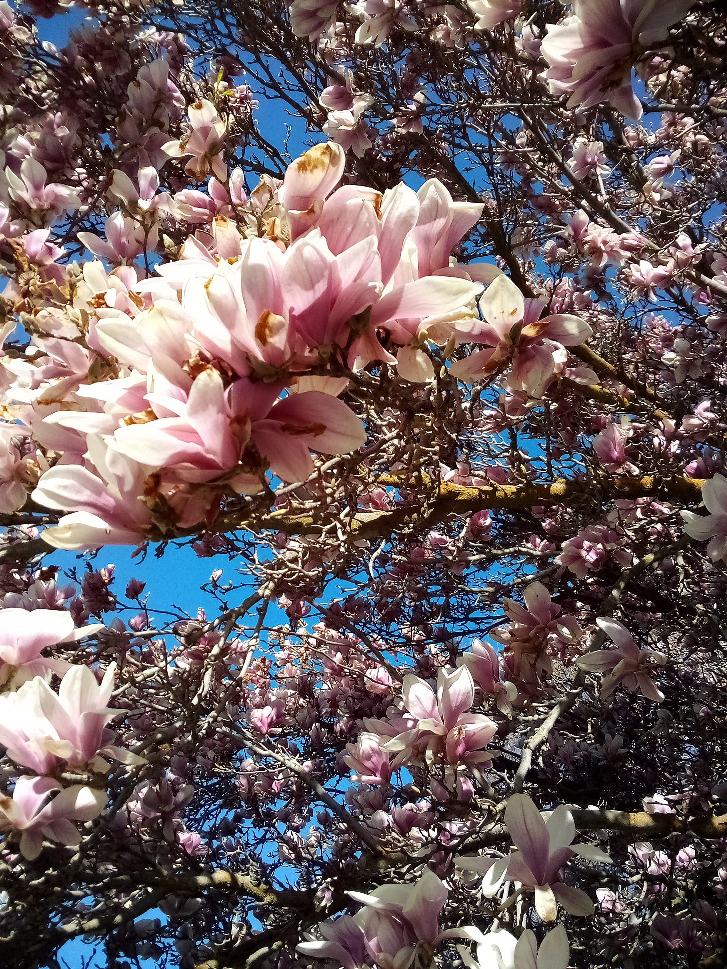 Magnolia blossom