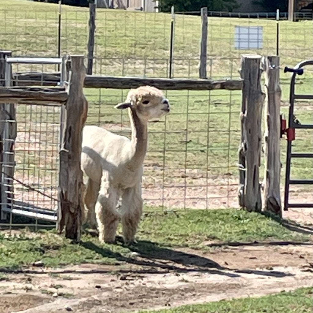 an alpaca in a field by a fence