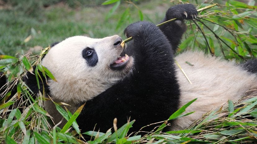 The super-popular giant panda has enjoyed a 17 percent wild population increase, largely due to massive conservation and captive breeding efforts. Christophe Boisvieux/Getty Images