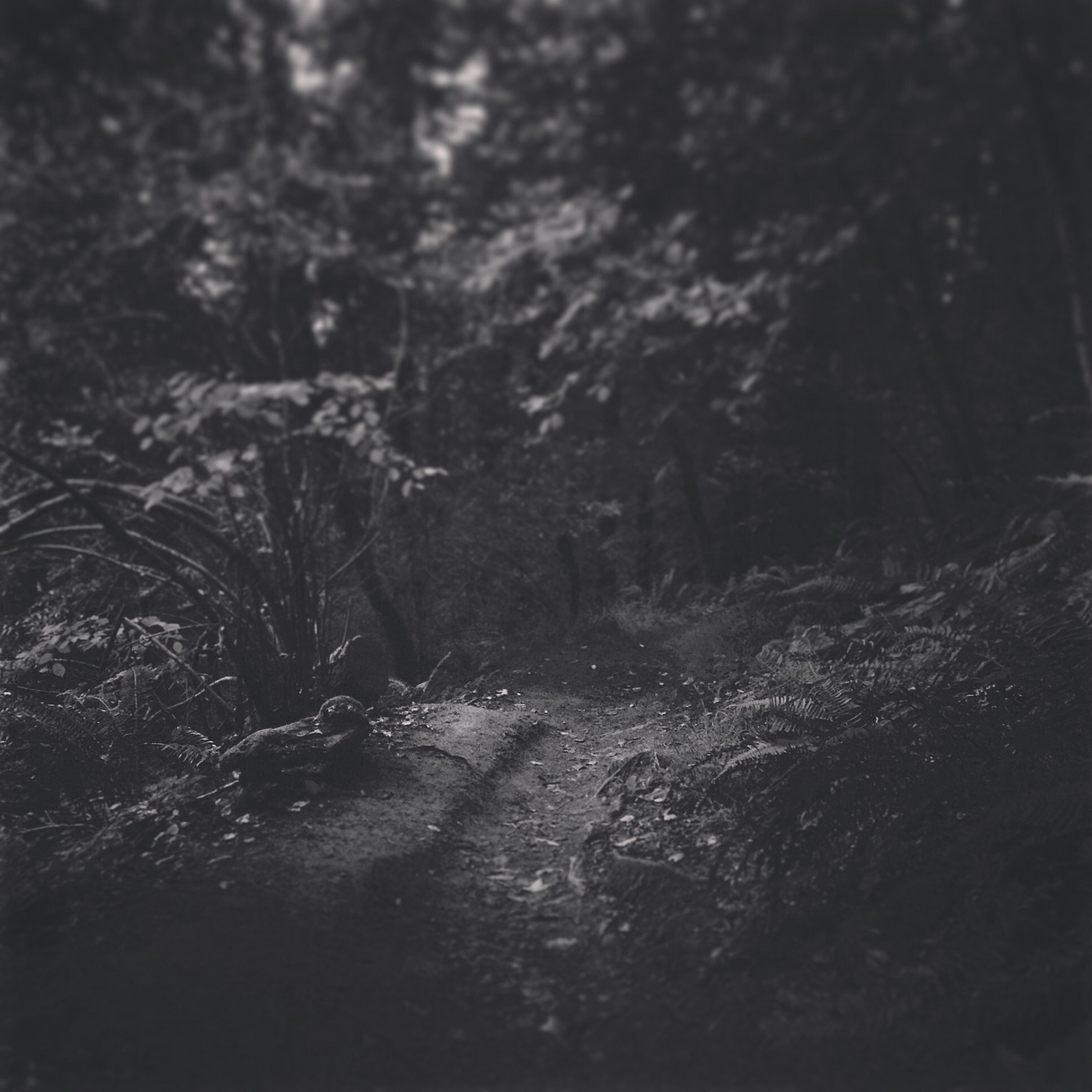 A black and white photograph where subtle light falls on the trail. The depth of field is shallow focus on the specks of light falling on the plants along the trail.