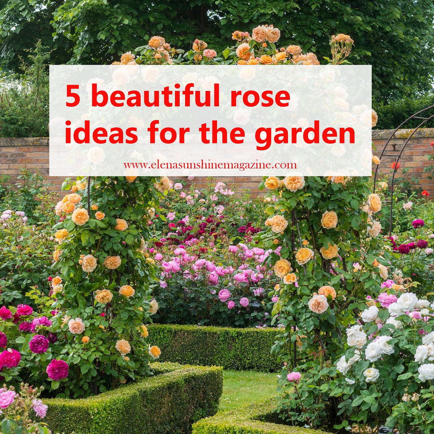 5 beautiful rose ideas for the garden