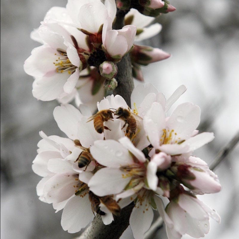 Image honey bees on almond blooms.