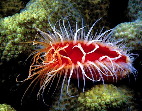 Meet the Electric Disco Scallop, Raver of the Sea | Featured Creature