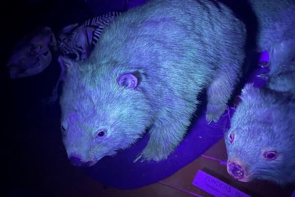 Stuffed bare-nosed wombats fluoresce under a black light at the Western Australia Museum. 