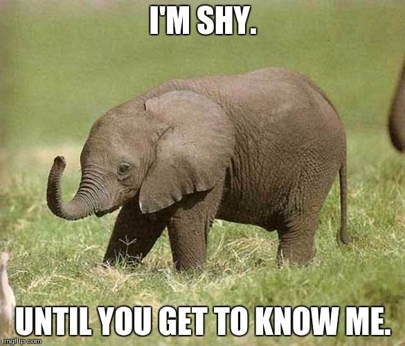 Baby elephant | I'M SHY. UNTIL YOU GET TO KNOW ME. | image ...