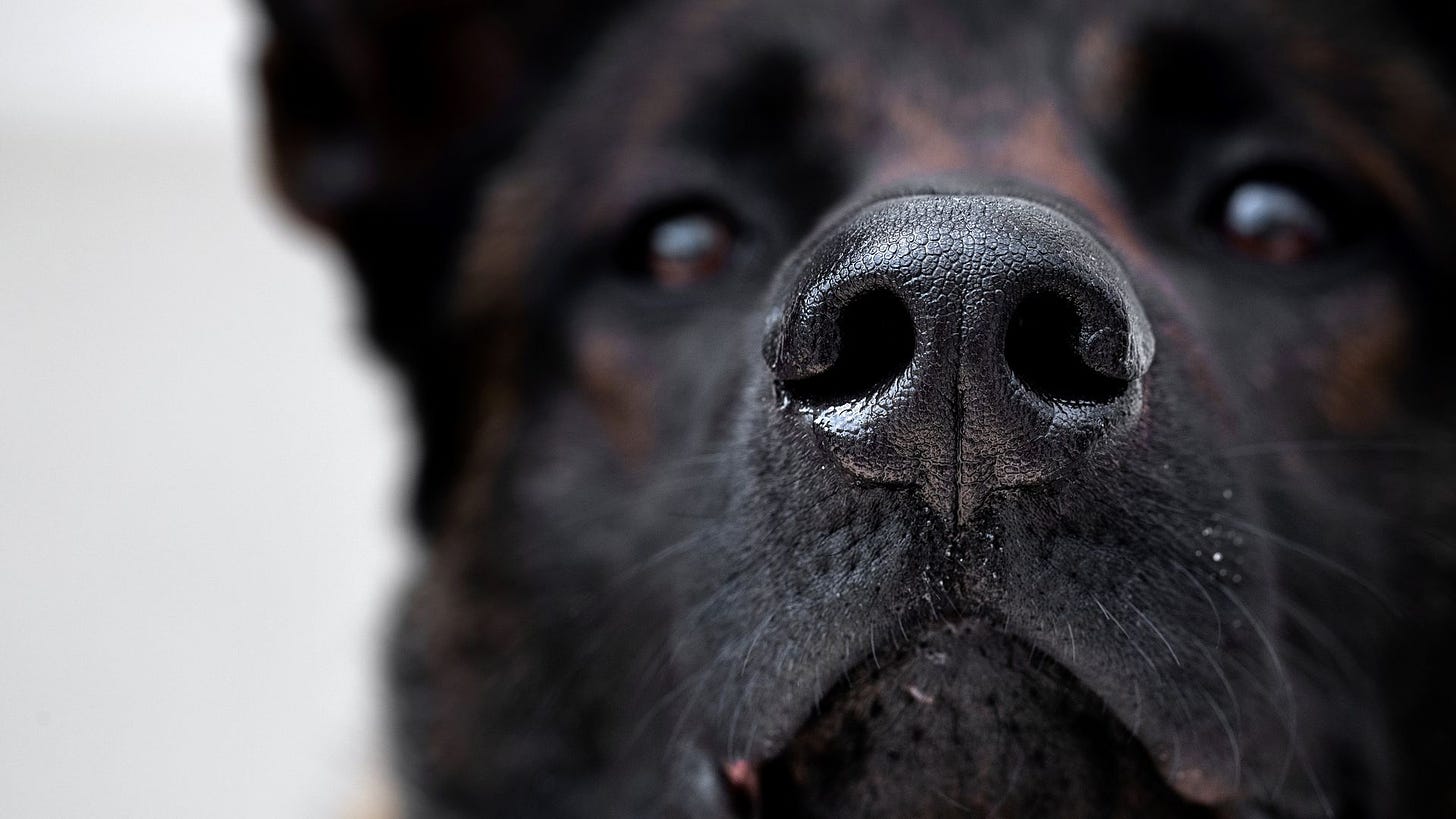 Miami Heat to screen fans with coronavirus-sniffing dogs