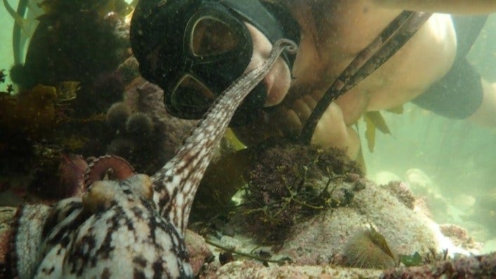 My Octopus Teacher": A Envolvência Das Profundezas • OBarrete