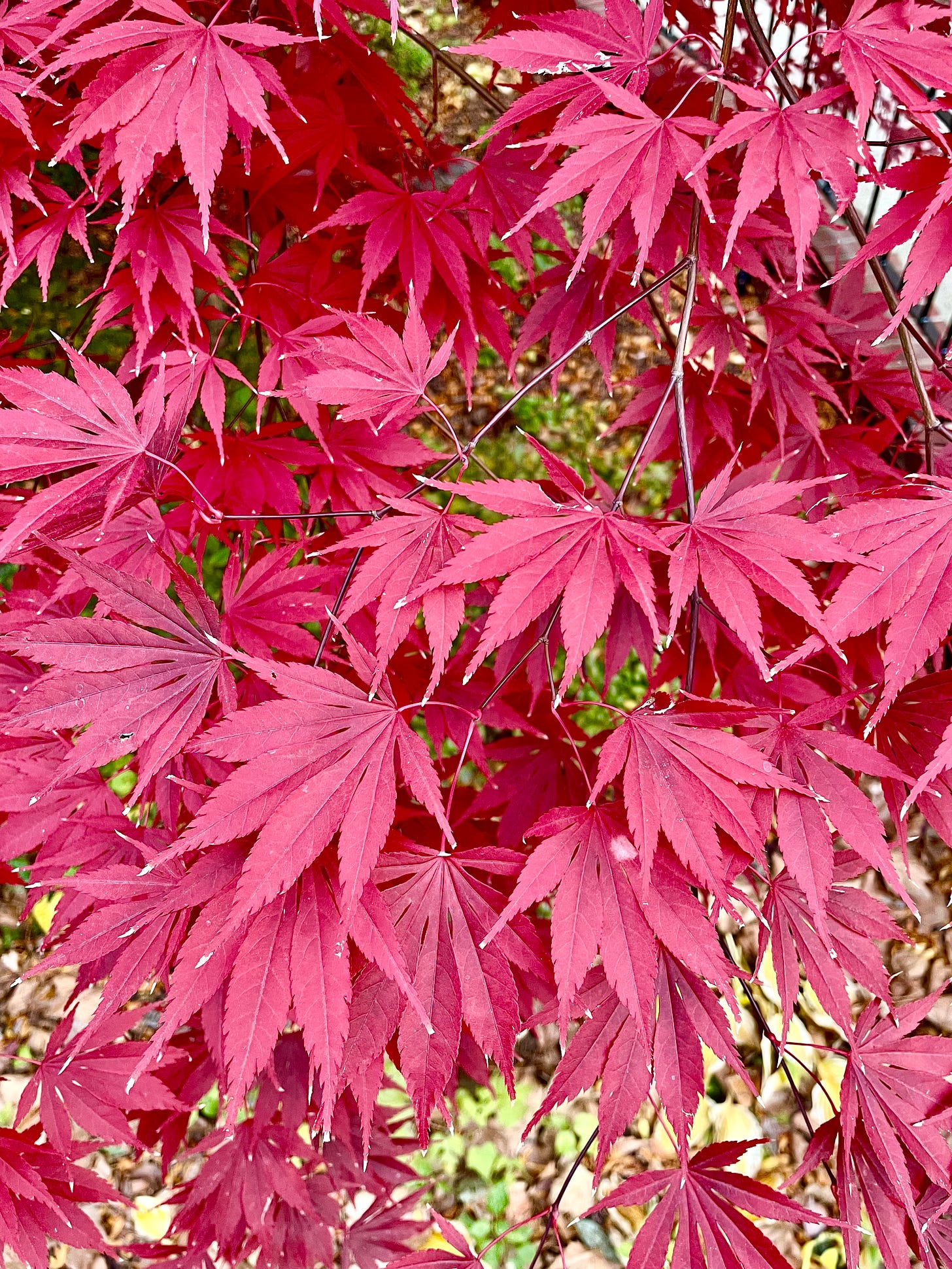 Image description: Closeup of red Japanese maple leaves. End image description.