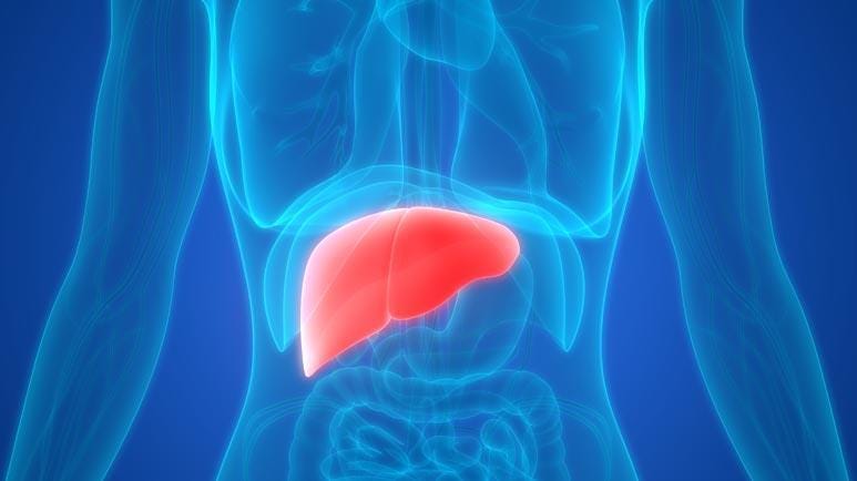 understanding your liver health