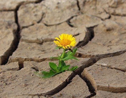 Flower, Life, Crack, Desert, Drought