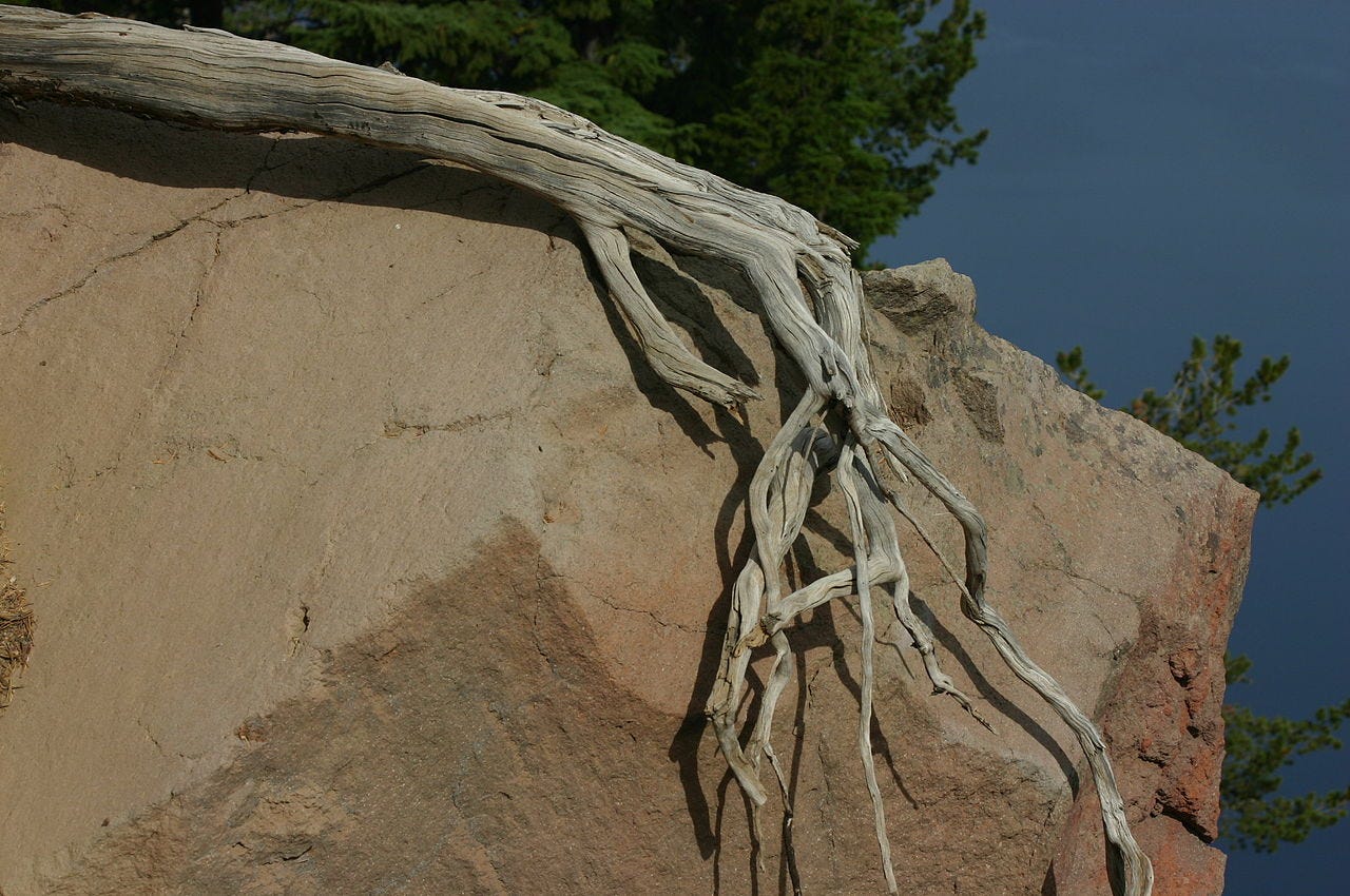 File:Tree Roots that Grabs Hold of a Rock Like a Hand.jpg - Wikipedia