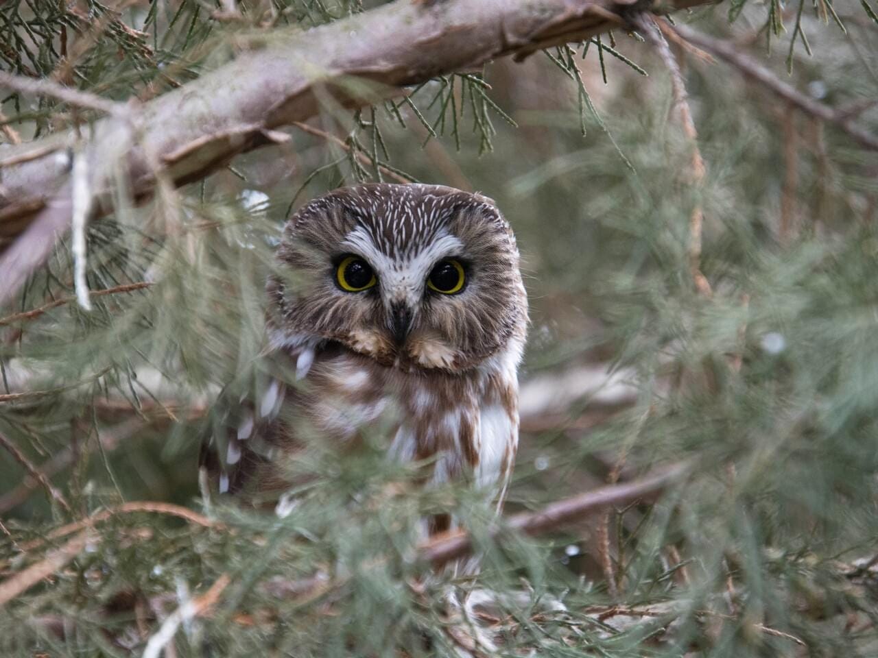 Northern Saw-whet Owl Adult (acadicus)