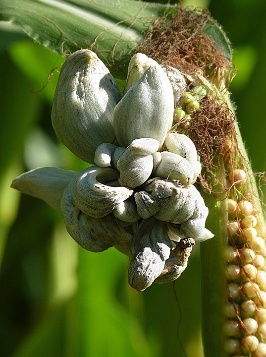 Swollen kernels of corn smut, a fungus, growing on an ear of maize.