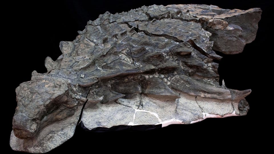 The front half of a fossil of <i>Borealopelta</i>, an ankylosaur, with skin and soft tissue preserved along with the bones