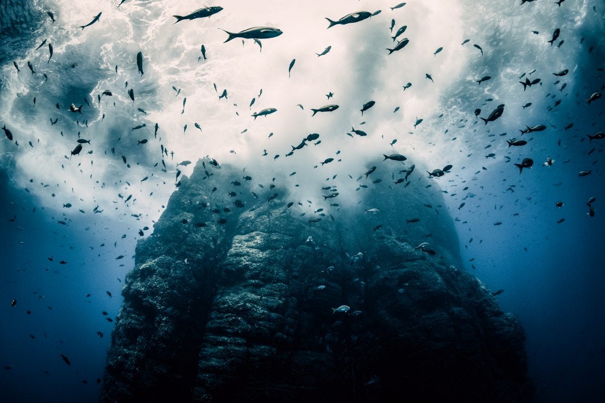 underwater photo of fish around volcanic spire