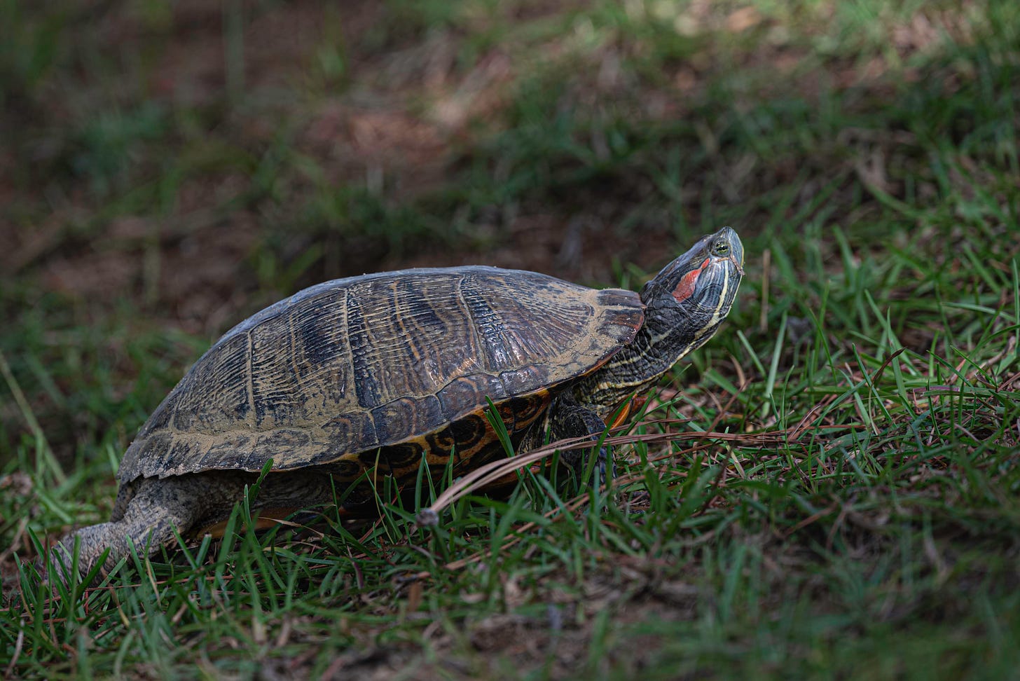 Female red-eared turtle in the grass laying her eggs