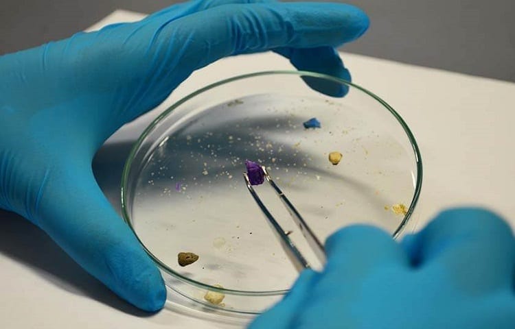 Microplastic And Germs On Petri Dish