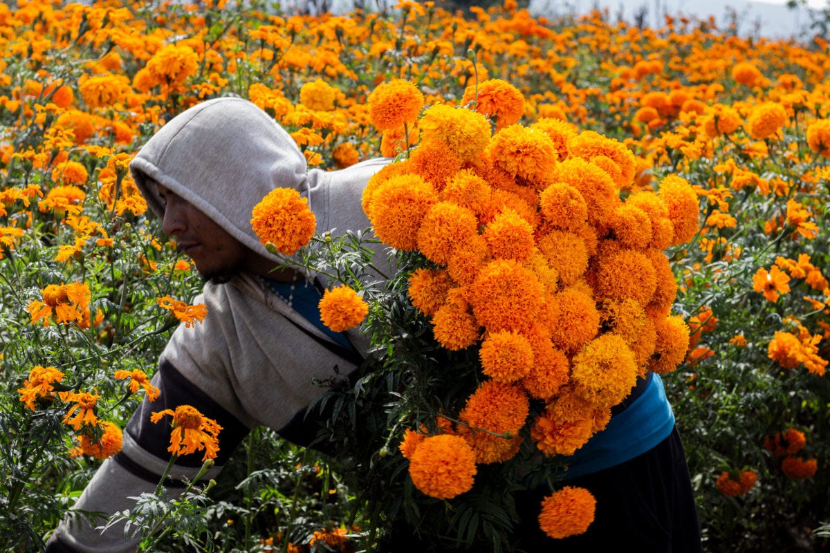 Campos de cempasúchil en Puebla, color que resplandece en Día de ...