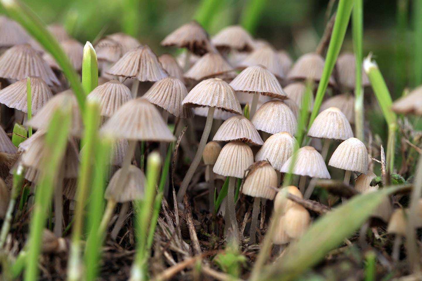 Amazonian Psilocybin Mushrooms | CAMMP