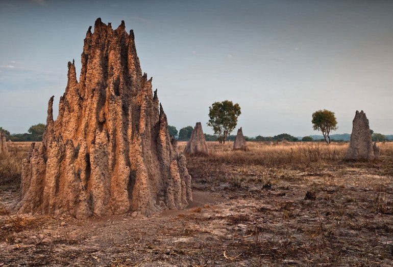 Termite-Mound.jpg