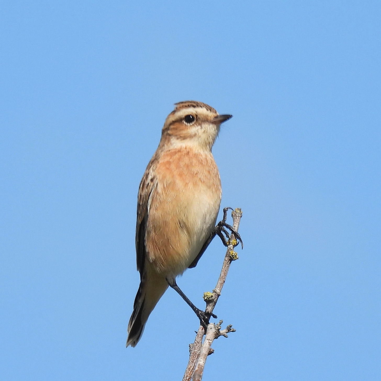 Peach-coloured bird perches on top of a twig against a blue sky, looking to the right of the frame