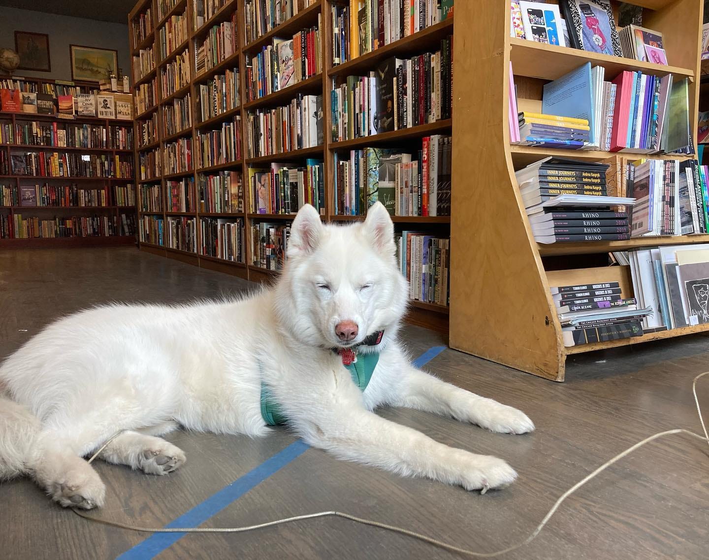 White husky Ramona lies on the floor in front of the middle path between bookcases