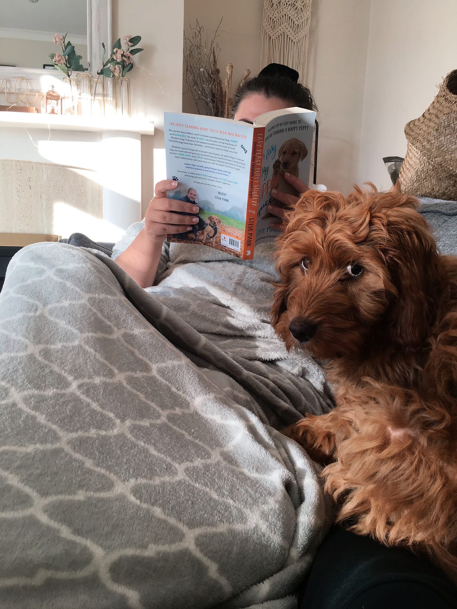 Small ginger puppy looking at the camera perplexed while someone is sat in the background with a puppy training book