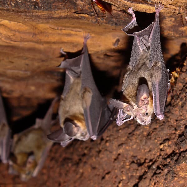 A heart-nosed bat, left, and two slit-faced bats roosting at the top of a latrine sidewall.