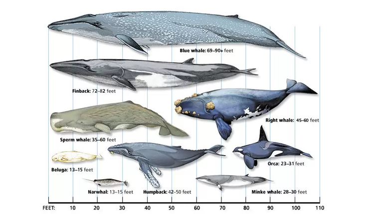 A whale size comparison chart