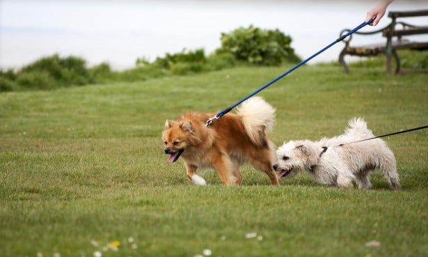 Dogs On A Walk Free Stock Photo - Public Domain Pictures