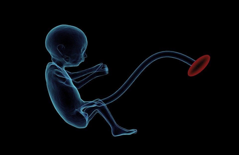 Fetus, Placenta, Umbilical Cord, Pregnancy, Embryo
