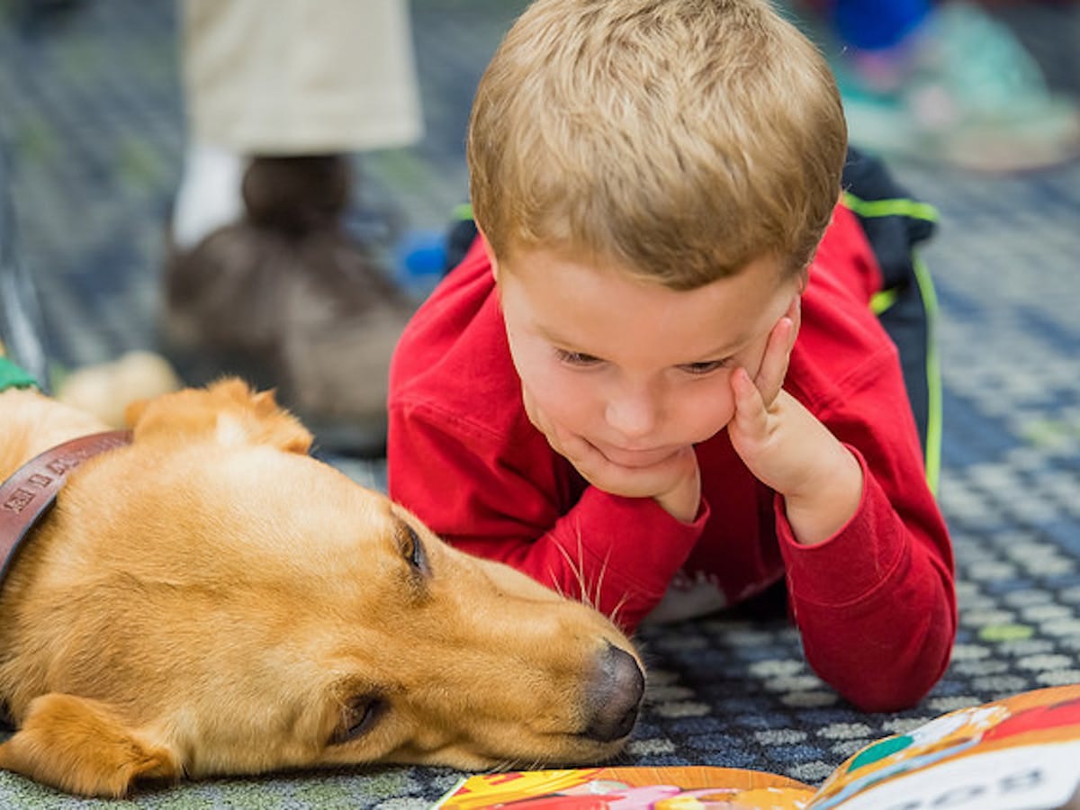 Therapy dogs can help reduce student stress, anxiety and improve school  attendance
