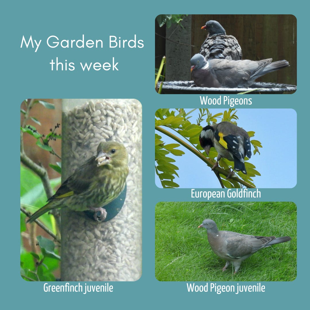 Image showing collage of four frames with a photo of my garden birds in each. Title in white text on upper left: My garden Birds this week.  One portrait format frame on the left side containing the following photo: Juvenile Greenfinch sitting on a seed feeder.  Three landscape format frames on the right half of the image, containing the following photos: Wood Pigeon pair in a birdbath, European Goldfinch in a tree,  Wood Pigeon juvenile. All images captioned with the bird species.