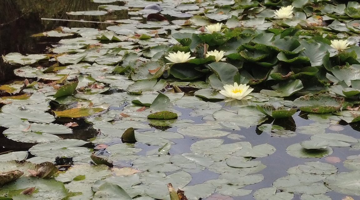 Beautiful water lilies on one of the ponds at The Courts Gardens, Holt, Wiltshire a National Trust property