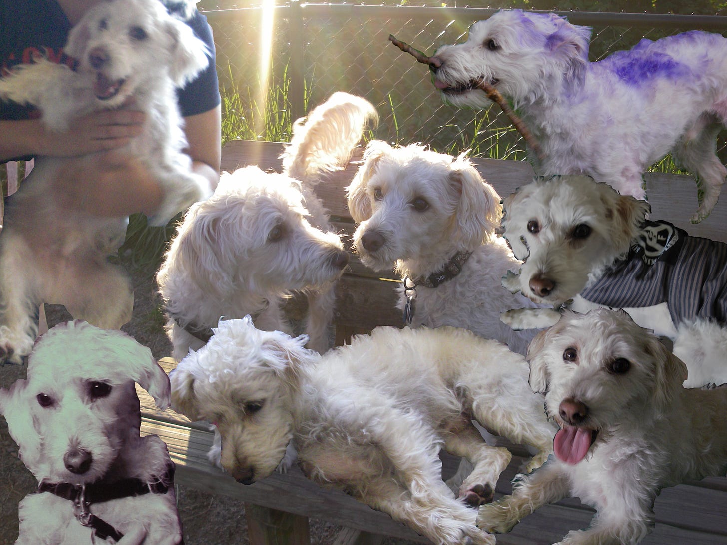 A collage of photos of a fluffy white dog named Lupin. 8 dogs in all.