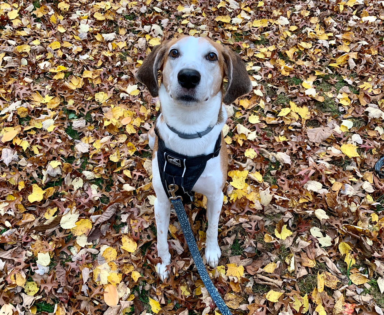 A white, brown and black American Foxhound in a black vest and blue leash sits amidst a yard of brown and yellow leaves. 