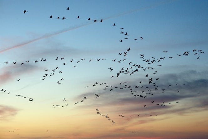 Ideal time to watch migrating birds in France