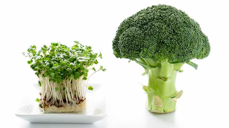 broccoli sprouts sulforaphane