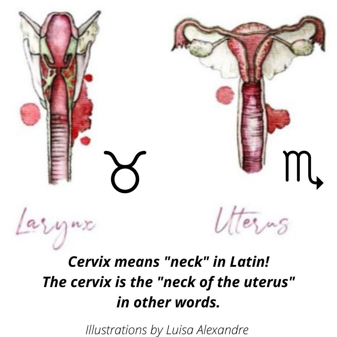 Illustrations demonstrating similar appearances between larynx and cervix regions