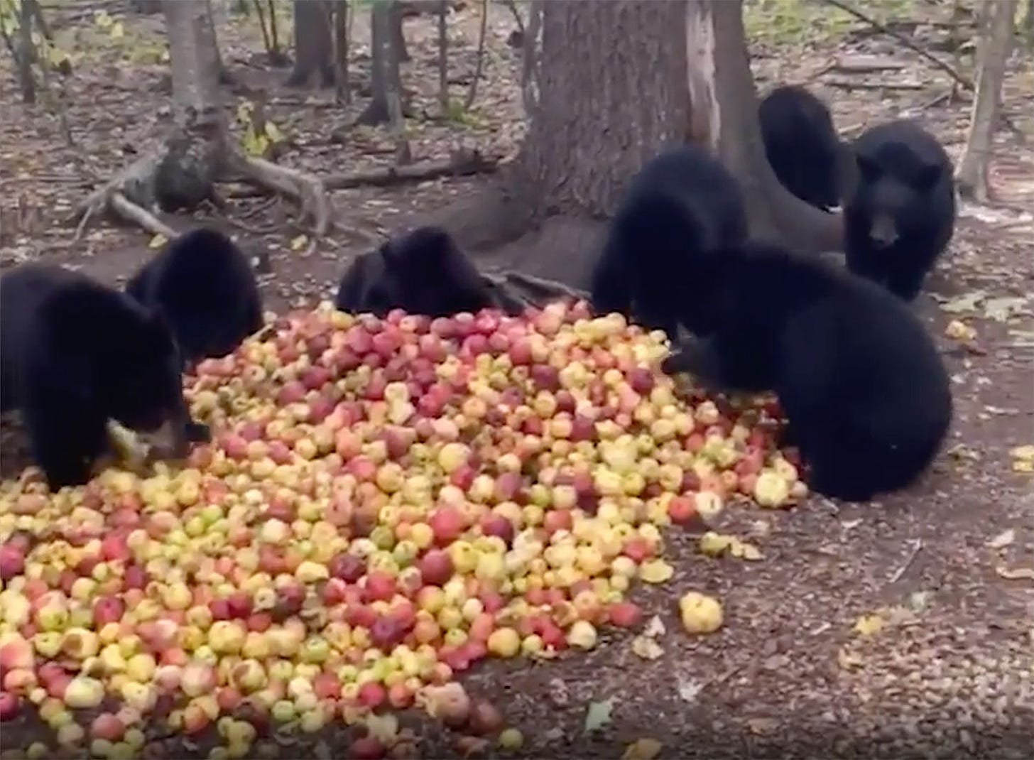 Rescue Bears Make Happy Noises Over Apple Pile: Video