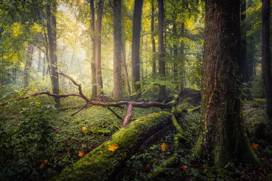 How to Photograph Forests and Trees - CaptureLandscapes