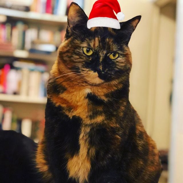 Nora No Pants, a tortie, wears a Santa hat