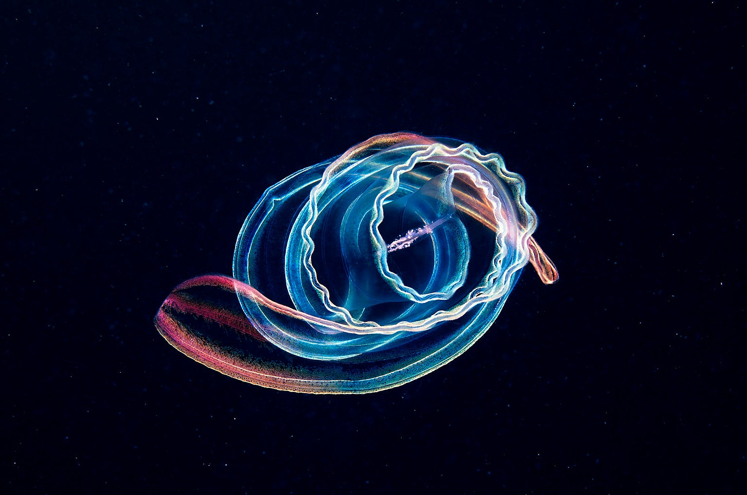 Venus's girdle, a species of comb jelly, or ctenophore.